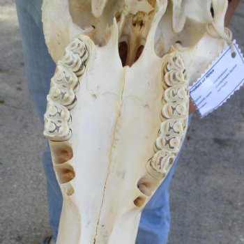 African Blue Wildebeest Skull with 20" Horn Spread - $85