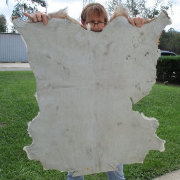 41" x 34-1/2" Goat Hide - $35