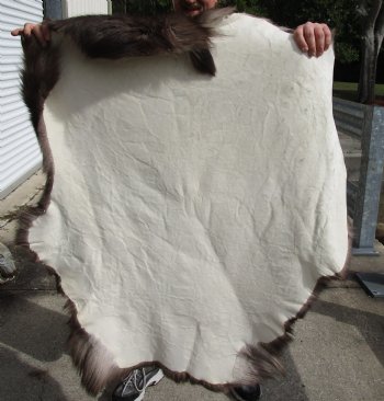 Nice Quality Reindeer pelt/hide/skin without legs, 46 inches long by 40 inches wide for sale $100