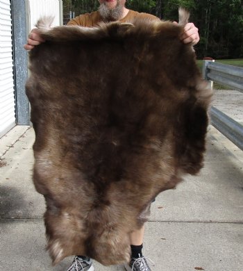 Nice Quality Reindeer pelt/hide/skin without legs, 44 inches long by 33 inches wide, Buy Now For $100