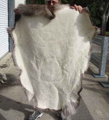 Nice Quality Reindeer pelt/hide/skin without legs, 46 inches long by 37 inches wide for $100