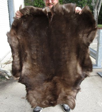 Nice Quality Reindeer pelt/hide/skin without legs, 48 inches long by 36 inches wide for $100