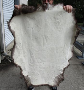 Nice Quality Reindeer pelt/hide/skin without legs, 48 inches long by 36 inches wide for $100