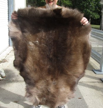 Authentic Nice Quality Reindeer pelt/hide/skin without legs, 44 inches long by 31 inches wide for $100