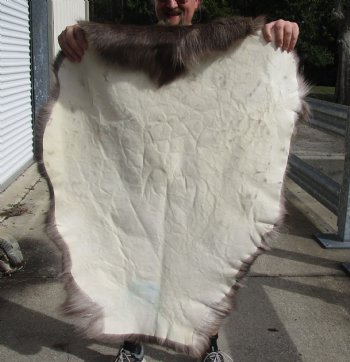 Authentic Nice Quality Reindeer pelt/hide/skin without legs, 44 inches long by 31 inches wide for $100