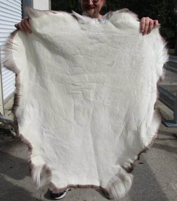 Nice Quality Reindeer pelt/hide/skin without legs, 46 inches long by 40 inches wide, Buy Now For $100