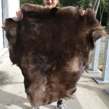 Nice Quality Reindeer pelt/hide/skin without legs, 44 inches long by 41 inches wide, Buy Now For $100