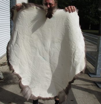 Nice Quality Reindeer pelt/hide/skin without legs, 44 inches long by 41 inches wide, Buy Now For $100