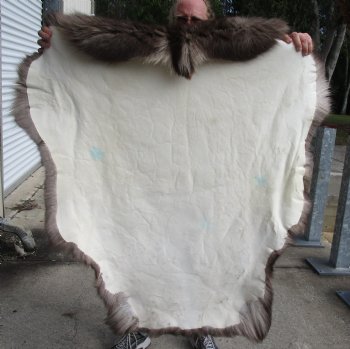 Nice Quality Reindeer pelt/hide/skin without legs, 49 inches long by 44 inches wide for $100