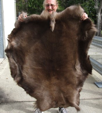 Nice Quality Reindeer pelt/hide/skin without legs, 46-1/2 inches long by 40 inches wide for sale $100