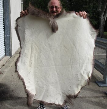 Nice Quality Reindeer pelt/hide/skin without legs, 46-1/2 inches long by 40 inches wide for sale $100