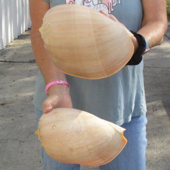 9" Philippine Crowned Baler Melon Shell, 2 pc lot - $20