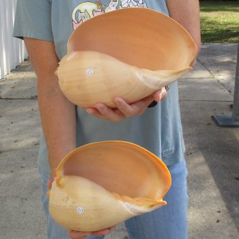 9" Philippine Crowned Baler Melon Shell, 2 pc lot - $20