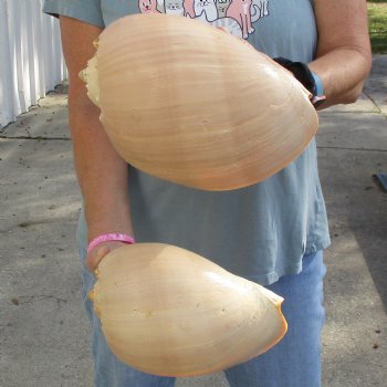 9" Philippine Crowned Baler Melon Shell, 2 pc lot - $20