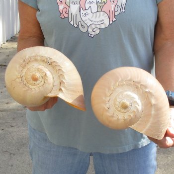 9" Philippine Crowned Baler Melon Shell, 2 pc lot - $20