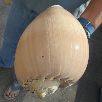 9" Philippine Crowned Baler Melon Shell, 2 pc lot - $20