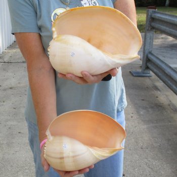 9" Philippine Crowned Baler Melon Shell, 2 pc lot - $20