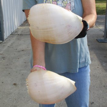 9" Philippine Crowned Baler Melon Shell, 2 pc lot - $20