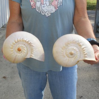 9" Philippine Crowned Baler Melon Shell, 2 pc lot - $20