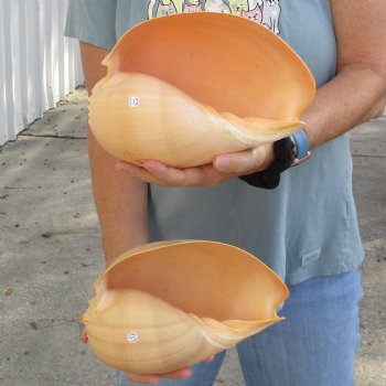 9" Philippine Crowned Baler Melon Shell, 2 pc lot - $20