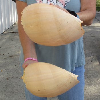 9" Philippine Crowned Baler Melon Shell, 2 pc lot - $20