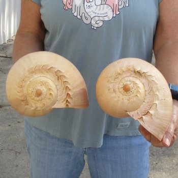 9" Philippine Crowned Baler Melon Shell, 2 pc lot - $20