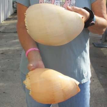 9" Philippine Crowned Baler Melon Shell, 2 pc lot - $20