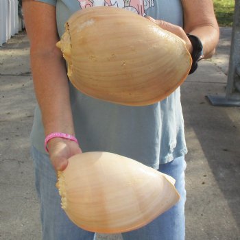 9" Philippine Crowned Baler Melon Shell, 2 pc lot - $20