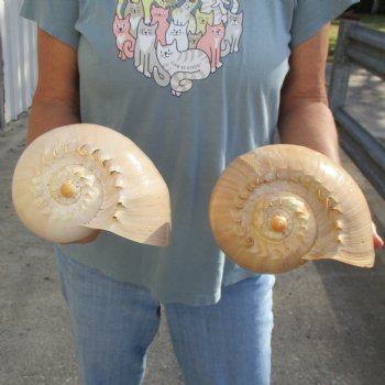 9" Philippine Crowned Baler Melon Shell, 2 pc lot - $20