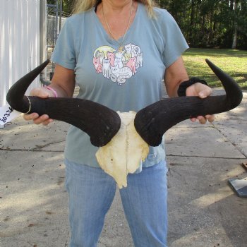 African Blue Wildebeest Skull Plate with 26" Horn Spread - $45