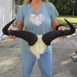 African Blue Wildebeest Skull Plate with 26" Horn Spread - $45