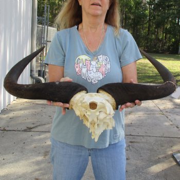 African Blue Wildebeest Skull Plate with 26" Horn Spread - $45