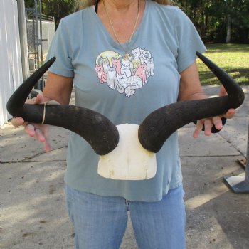 African Blue Wildebeest Skull Plate with 21-1/2" Horn Spread - $45