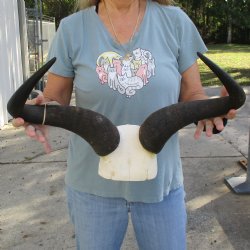 African Blue Wildebeest Skull Plate with 21-1/2" Horn Spread - $45