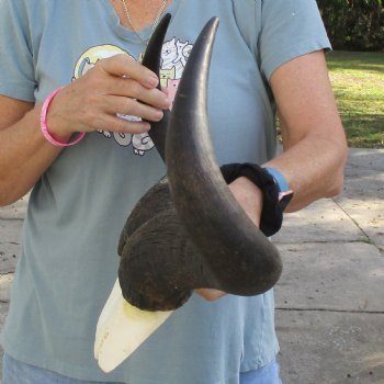 African Blue Wildebeest Skull Plate with 21-1/2" Horn Spread - $45