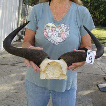 African Blue Wildebeest Skull Plate with 21-1/2" Horn Spread - $45