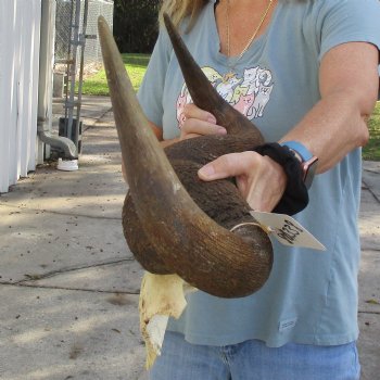 African Blue Wildebeest Skull Plate with 27" Horn Spread - $45