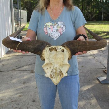 African Blue Wildebeest Skull Plate with 27" Horn Spread - $45