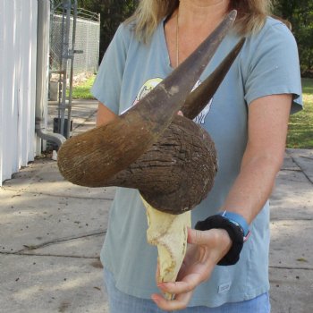 African Blue Wildebeest Skull Plate with 27" Horn Spread - $45