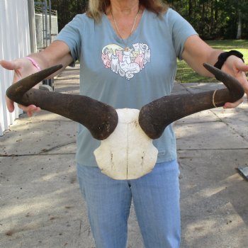 African Blue Wildebeest Skull Plate with 23-1/2" Horn Spread - $45