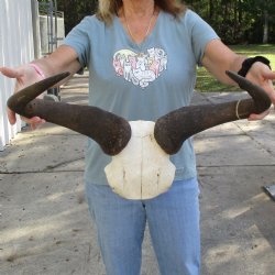 African Blue Wildebeest Skull Plate with 23-1/2" Horn Spread - $45