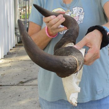 African Blue Wildebeest Skull Plate with 23-1/2" Horn Spread - $45