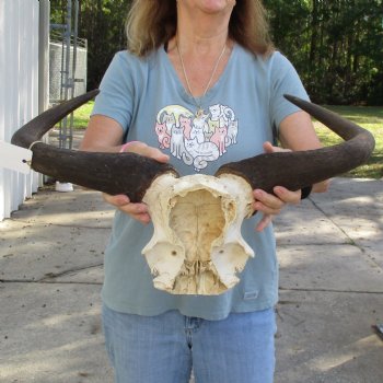 African Blue Wildebeest Skull Plate with 23-1/2" Horn Spread - $45