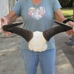 African Blue Wildebeest Skull Plate with 21" Horn Spread - $45