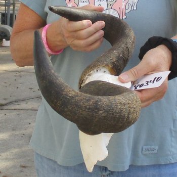 African Blue Wildebeest Skull Plate with 21" Horn Spread - $45