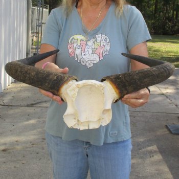 African Blue Wildebeest Skull Plate with 21" Horn Spread - $45