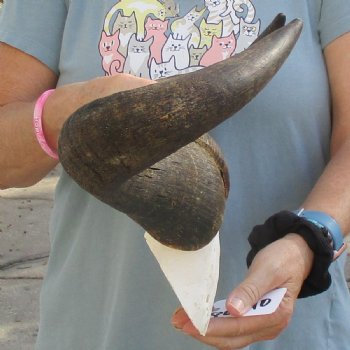 African Blue Wildebeest Skull Plate with 21" Horn Spread - $45