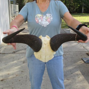 African Blue Wildebeest Skull Plate with 24" Horn Spread - $45