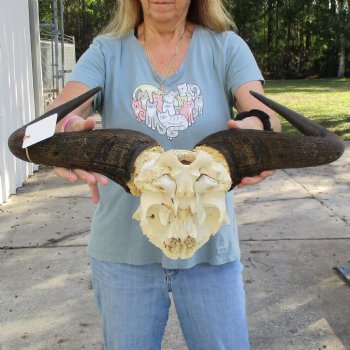 African Blue Wildebeest Skull Plate with 24" Horn Spread - $45