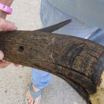 African Blue Wildebeest Skull Plate with 24" Horn Spread - $45